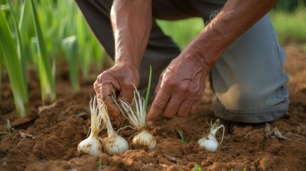 Farmer Harvesting Fresh Onions from the Soil
