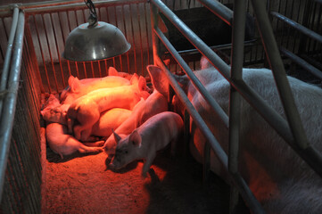 Piglets and sows in a cage with infrared heating © orestligetka