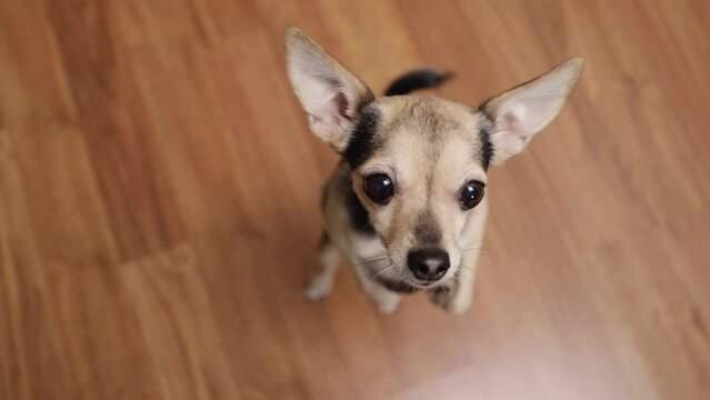 Dog begs for a treat, adorable terrier, snack reward, canine education