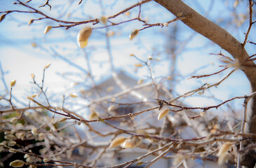 A tree that looks comfortable in the spring sunlight