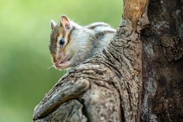 Chipmunk (Tamias) are small members of the squirrel family. The size relative to a teacup and...