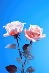 Two pink roses with green leaves against a blue background. Perfect for floral designs and romantic themes