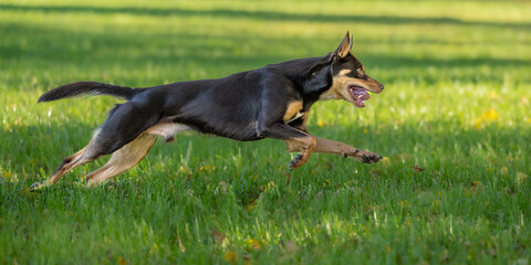 The Australian Kelpie dog is running fast across a meadow in the autumn, seen from a side view