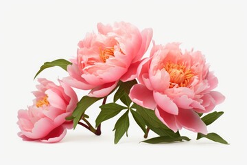 Three pink peonies with green leaves on a clean white background. Perfect for floral arrangements and wedding themes