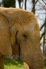 Le Regard de l'Eléphant