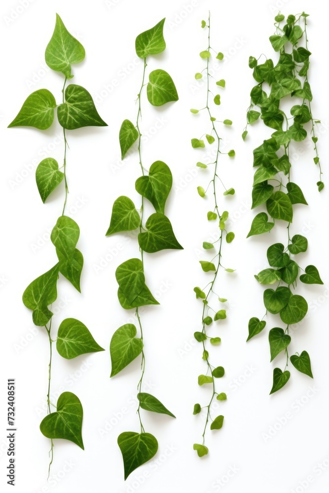 Poster a bunch of green leaves hanging from a white wall. can be used as a decorative element or to add a t