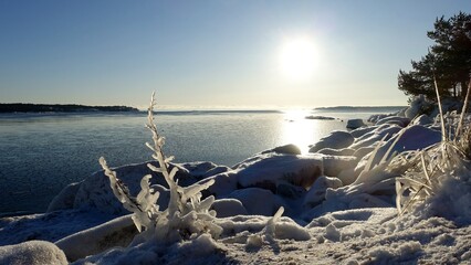 Frozen plants on the coast of Northern Europe during a sunny morning.