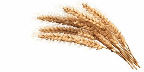 Wheat on a white background. Wheat crop.