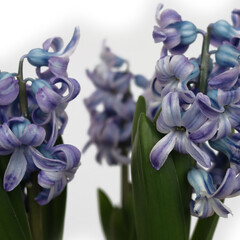 Blue hyacinth flowers isolated on a white background. Hyacinthus plants in bloom 