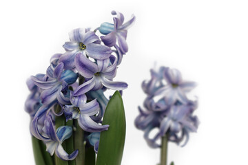 Blue hyacinth flowers isolated on a white background. Hyacinthus plants in bloom 