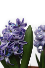 Blue hyacinth flowers isolated on a white background. Hyacinthus plants in bloom 