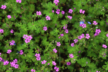 Geranium rotundifolium. Round-Leaved Cranesbill plant with green leaves and small pink flowers