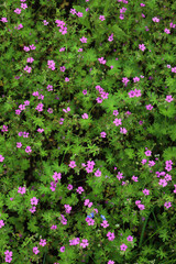 Geranium rotundifolium. Round-Leaved Cranesbill plant with green leaves and small pink flowers