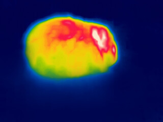 Mouse steals spoils food at night. Image from thermal imager device.