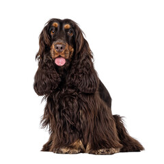 Adult choc and tan Cocker Spaniel dog, sitting up facing front. Looking towards camera. Tongue out....