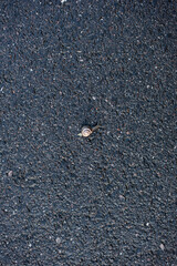 Snail crossing a road really slowly.