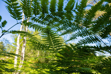 Large fern leafs in a forest viewed from underneath.