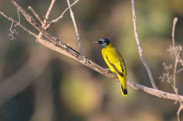 The black-headed bulbul is a member of the bulbul family, Pycnonotidae. It is found in forests in south-eastern Asia.