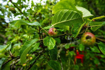 Apples on a wet old apple tree.