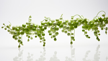 String of Pearls, isolated, white background.