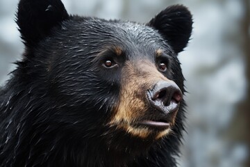 A detailed shot of a black bear's face. Suitable for wildlife enthusiasts and educational materials