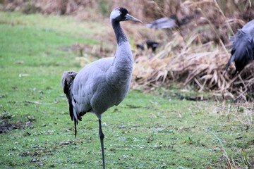 A view of a Red Crowned Crane