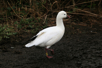 white goose in the grass