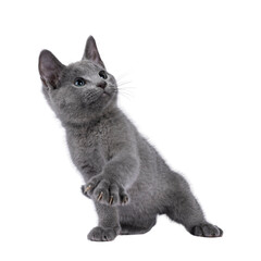 Well typed Russian Blue cat kitten, playing with paw in air showing nails. Looking up and away from...