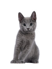 Well typed Russian Blue cat kitten, sitting up facing front. Looking to camera with green eyes....