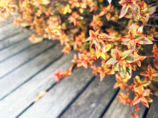 アベリアのクローズアップ