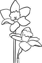 daffodil flowers outline illustration isolated on transparent background