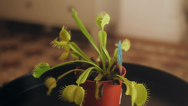 Venus flytrap Dionaea muscipula , carnivorous plant.