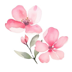 pink Flower watercolor illustration.Manual composition watercolor elements. on white background
