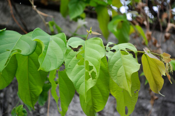 Component fig plant Green leaves close up nature background.