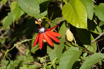 Red passion flower (Passiflora coccinea). Near Grecia, Costa Rica.