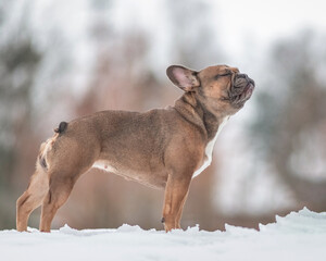 Beautiful French bulldog on a walk in the snow.