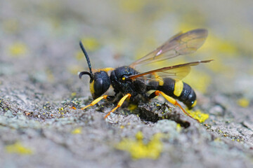 Closeup on the predatory ornate tailed digger wasp, Cerceris rybyensis sitting on wood