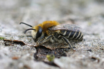 Closeup on a fluffy furry male Cellophane solitary bee, Colletes daviesanus sitting on wood