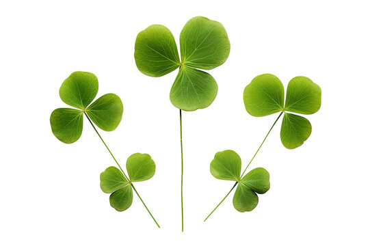 Shamrocks clover leaves St. Patrick's Day celebrating, Set clover shamrock and green clover leaf quatrefoil lucky, isolated on a Transparent background. Generative AI  