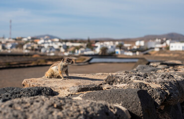 Ardilla africana en Fuerteventura, especie invasora
