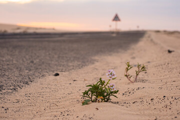 Camino de arena con plantas al lado de la carretera, Dunas de Corralejo, Fuerteventura, Islas Canarias