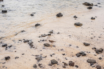Arena blanca con piedrecitas negras y agua limpia del océano, Isla de lobos, Canarias