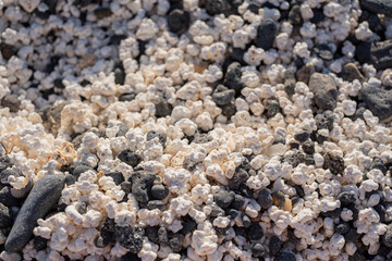 Famosa playa de las Palomitas, popcorn beach, Océano Atlántico, Fuerteventura, Islas Canarias