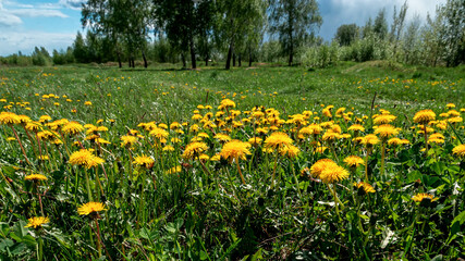 Obraz premium Field with yellow dandelions and blue sky in sunny day.