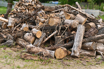 A pile of firewood and tree branches.