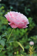 pink rose in the garden