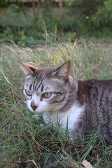 Naklejka na ściany i meble cute cat in the grass