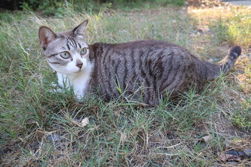 tabby cat lay on grass