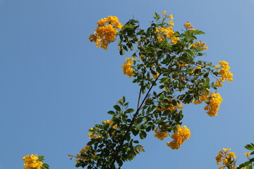 yellow flowers on blue sky background 
