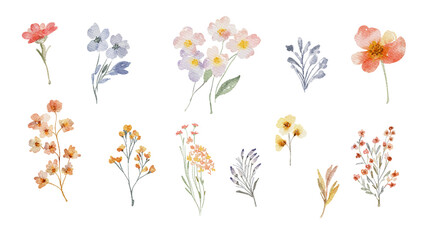 Watercolor floral set. Collection of wildflowers, leaves and branches. Hand painted isolated design elements. Botanical illustration for summer wedding design, greeting cards